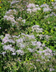 Obraz premium white flowers in a flower bed