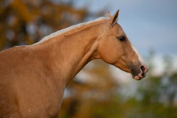 Obraz premium Palomino Quarter Horse Stute im Sonnenaufgang auf der Weide