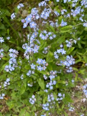 blossoming apple tree