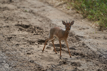 Cute Dik Dik Africa Safari Gras Wild