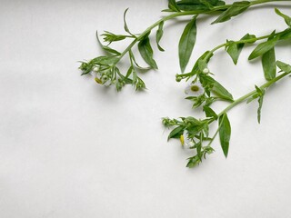 fresh herbs on a white background