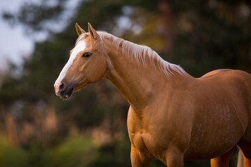 Palomino Quarter Horse Stute im Sonnenaufgang auf der Weide