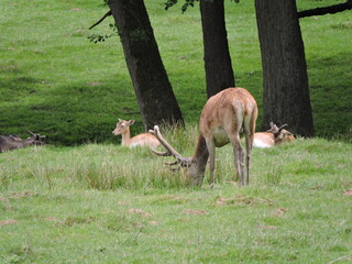 Hirsche Rehe