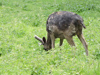 Hirsche Rehe