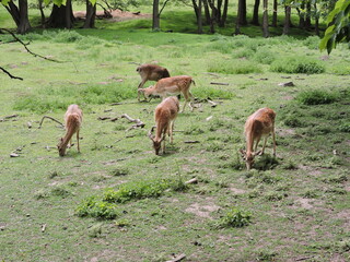Hirsche Rehe