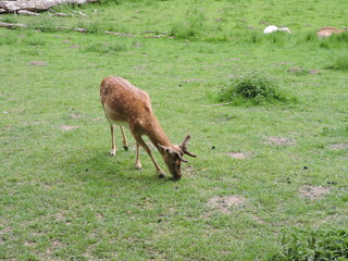 Hirsche Rehe