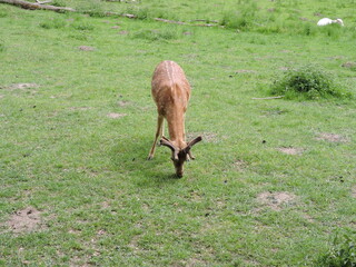Hirsche Rehe