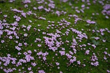 Purple saxifrage blooming during the short Arctic summer.