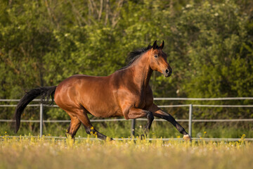 Brauner Warmblut Wallach im Frühling auf der Weide