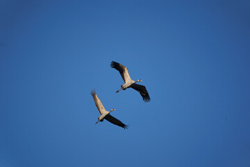 Myosotis Alps Switzerland family Boraginaceae forget me nots or scorpion grasses