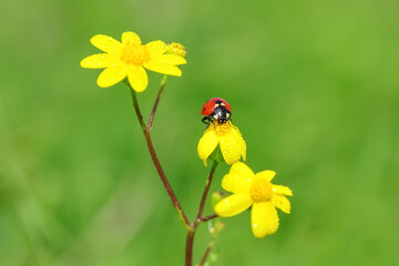 Beautiful ladybug on leaf defocused background