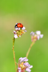 Beautiful ladybug on leaf defocused background