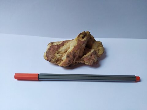 Bioturbation Brazil 