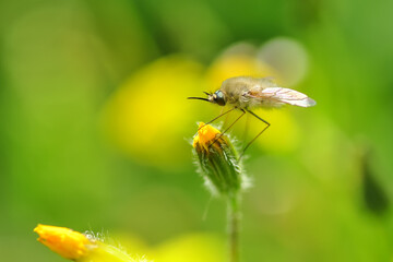 Macro shot of a fly in the garden