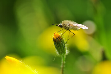 Macro shot of a fly in the garden
