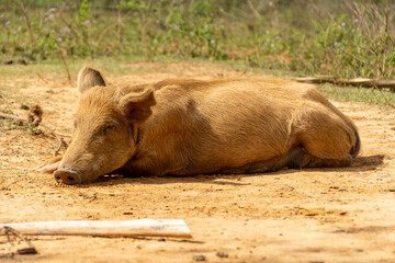 closeup shot of a pig sleeping on the soil enjoying the sun