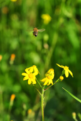 Beautiful  Bee macro in green nature 