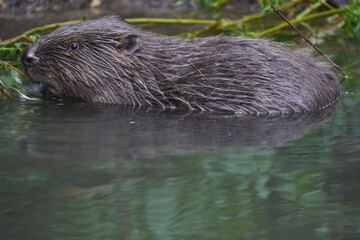 European Beaver Eurasian Castor Fiber Portrait River