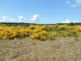 Rapsblumen mit Blüten