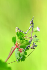 Close up of pair of Beautiful European mantis ( Mantis religiosa )