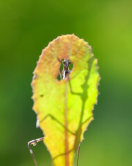 Close up of pair of Beautiful European mantis ( Mantis religiosa )