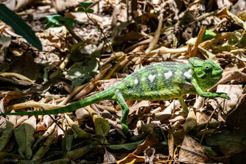 Close up of a Malagasy giant chameleon (Furcifer oustaleti) in its natural habitat, a National Park in Madagascar
