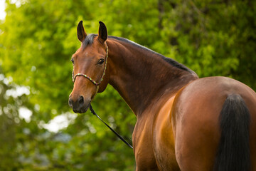 Brauner Warmblut Wallach mit Schmuckhalfter im Portrait