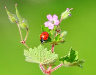 Beautiful ladybug on leaf defocused background