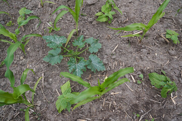 Milpa field with corn, pumpkin and bean plants