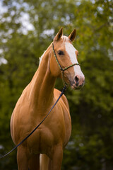 Palomino Quarter Horse Stute mit Schmuckhalfter im Portrait