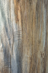 Trunk of dead tree without bark with traces of beetles. Natural wooden surface