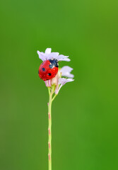 Beautiful ladybug on leaf defocused background