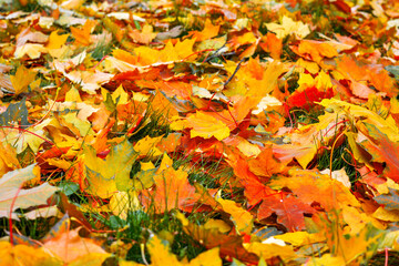 Autumn multicolored maple leaves lie on grass