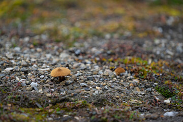 Wild Spitsbergen mushroom surrounded my moss and stones