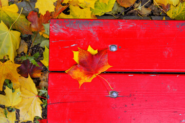 Maple autumn leaf fallen on red boards with fixing screws of autumn park bench