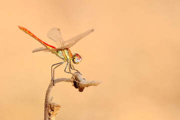 Macro shots, Beautiful nature scene dragonfly.   