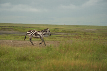 Plains zebra Equus quagga- Big Five Safari Black and white Stripped