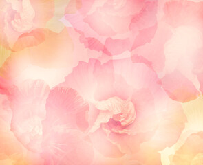 Abstract Hibiscus Flowers for Background