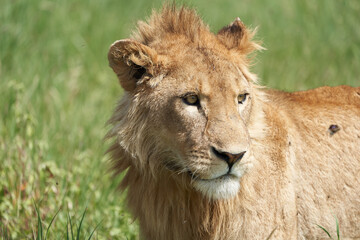 Plakat A Young Lion in the morning sun of Ngorongoro crater Serengeti