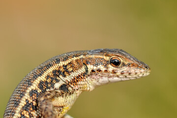 Closeup  Beautiful lizard in the garden