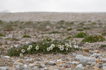 White flower on Spitsbergen. Surviving the short summer on the dry soil.