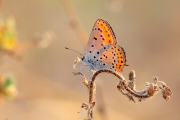 Closeup beautiful butterfly sitting on the flower in a summer garden