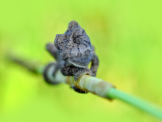 Macro shots, Beautiful nature scene green chameleon 