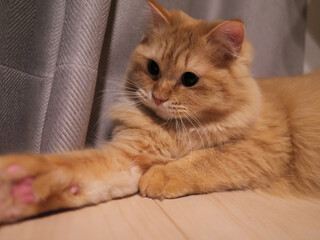 手をのばして遊ぶ猫のマンチカン