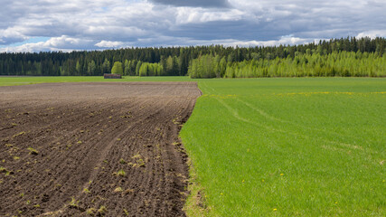 Field and meadow in same picture. Also empty barn in the background.
