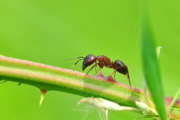 Beautiful Strong jaws of red ant close-up