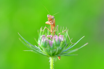 Close up of pair of Beautiful European mantis ( Mantis religiosa )