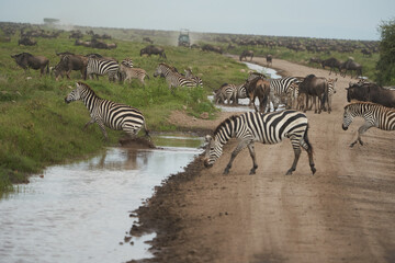 Fototapeta na wymiar Plains zebra Equus quagga- Big Five Safari Black and white Stripped Great Migration Serengeti