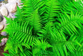 Bush of green fern. The nature of Belarus.