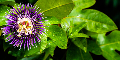 close up of violet flower